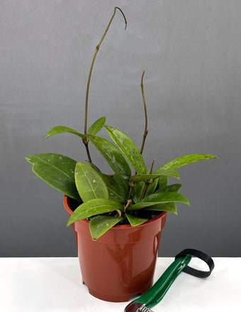 4" Hoya Verticillata Pallida - Houseplants - Plant Proper