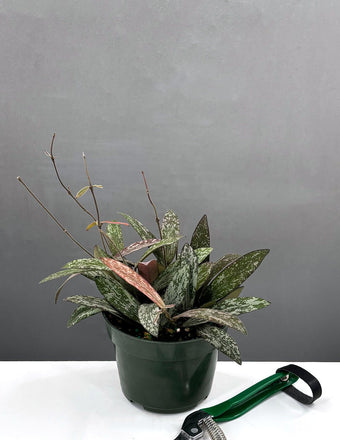 4" Hoya Sigillatis - Houseplants - Plant Proper