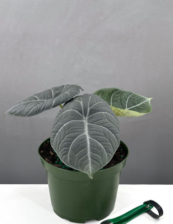 6" Alocasia Maharani - Houseplants - Plant Proper
