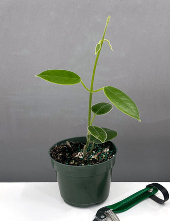 4" Hoya cv Monette - Houseplants - Plant Proper