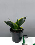Sansevieria Hahnii Emerald Star - Plant Proper - 4" Pot
