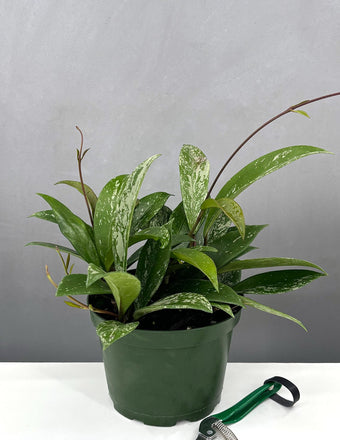 6" Hoya Pubicalyx Splash - House Plant  - Plant Proper