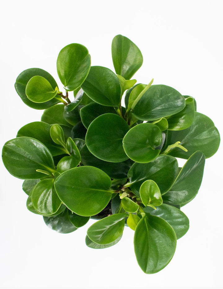 emerald rubber tree Peperomia Emerald Green | Baby Rubber Plant