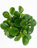 Peperomia Emerald Green - House Plant  Overview - Plant Proper