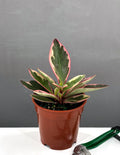 4" Peperomia Ginny - Houseplants - Plant Proper