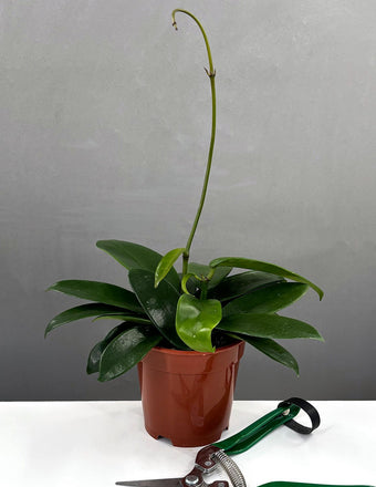 4" Hoya Meliflua - Houseplant - Plant Proper