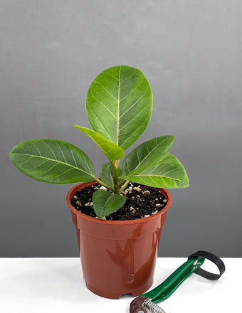Atissma - House Plant - Plant Proper