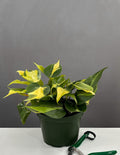6" Philodendron Brasil - House Plant - Indoor Plant - Plant Proper