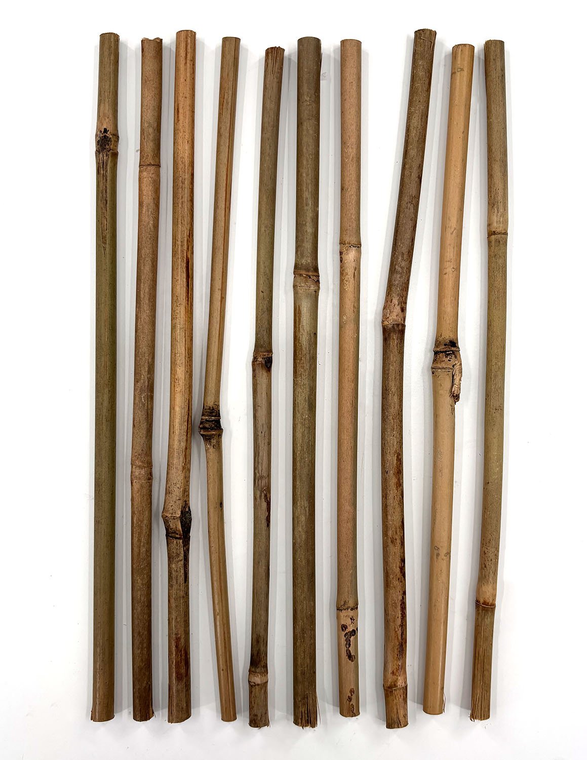 Bamboo Single Bamboo – Plant Proper