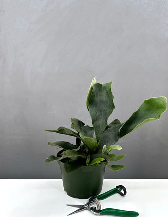 Staghorn Fern - Plant Proper - 4" Pot