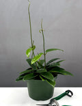 6" Hoya Meliflua - Houseplant - Plant Proper