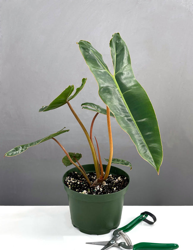 Philodendron Billietiae