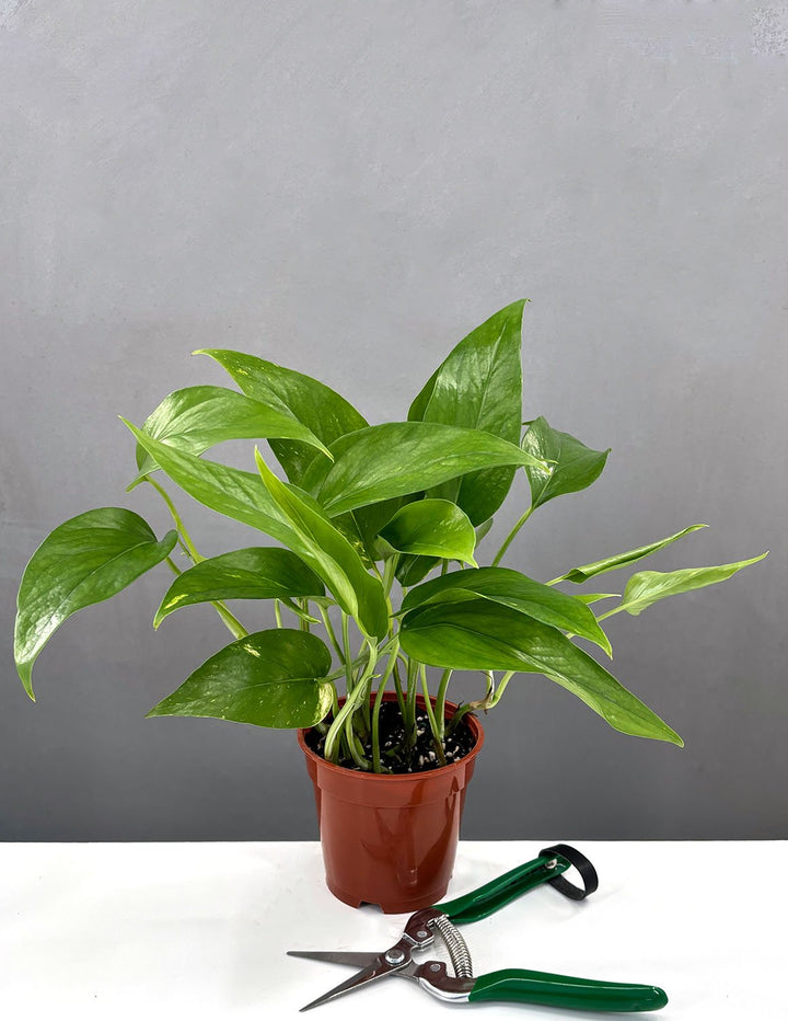 aurea pothos Epipremnum Pinnatum Aurea | Houseplants