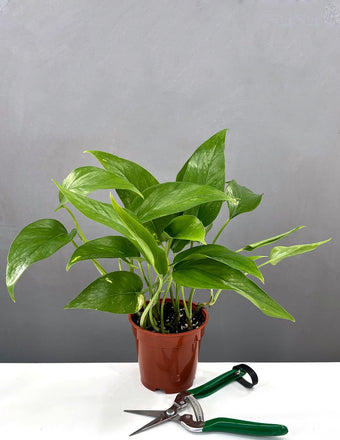 4" Epipremnum Pinnatum 'Aurea' - Houseplant - Plant Proper