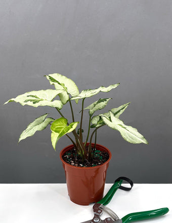 4" Syngonium Three Kings - Houseplant - Plant Proper