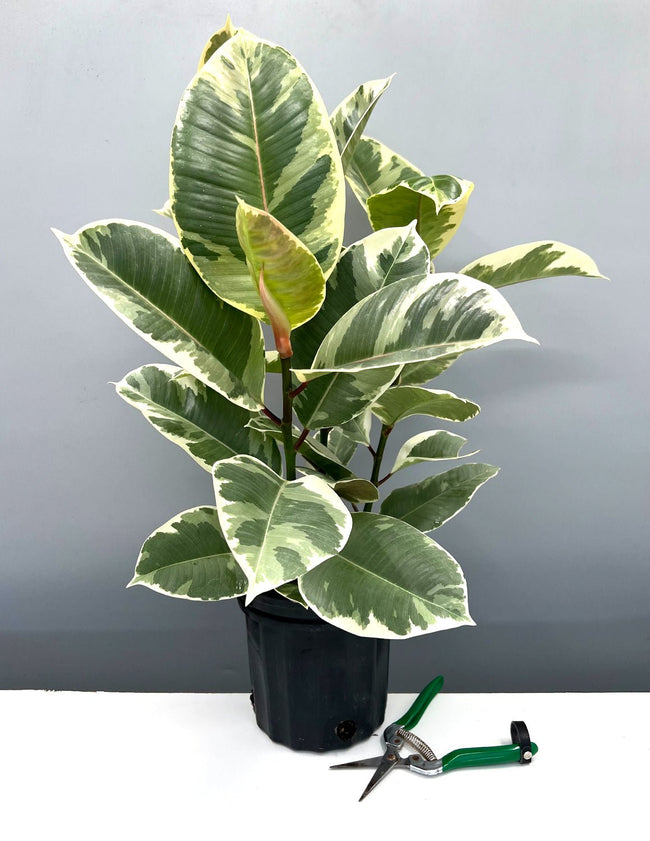 Ficus Tineke - House Plant - Indoor Plant - Plant Proper - 6" Premium