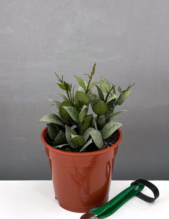 4" Hoya Krohniana Super Silver - Houseplants - Plant Proper