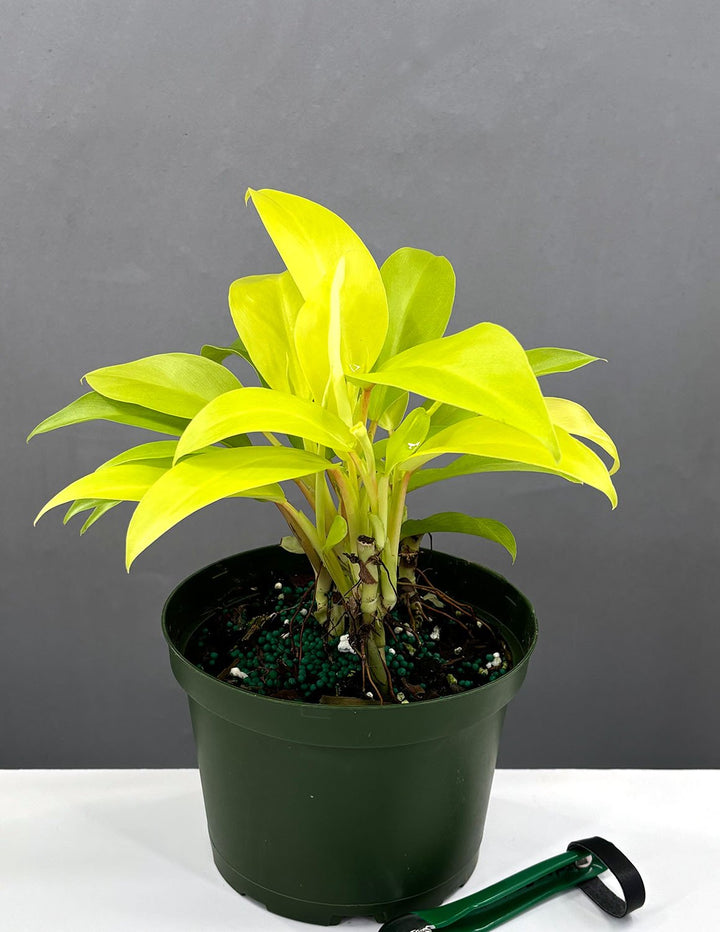 golden goddess philodendron scientific name Philodendron Malay Gold