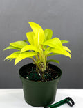 6" Philodendron Malay Gold - Houseplants - Plant Proper