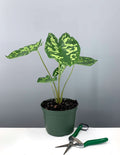 6" Alocasia Hilo Beauty - Houseplant - Plant Proper