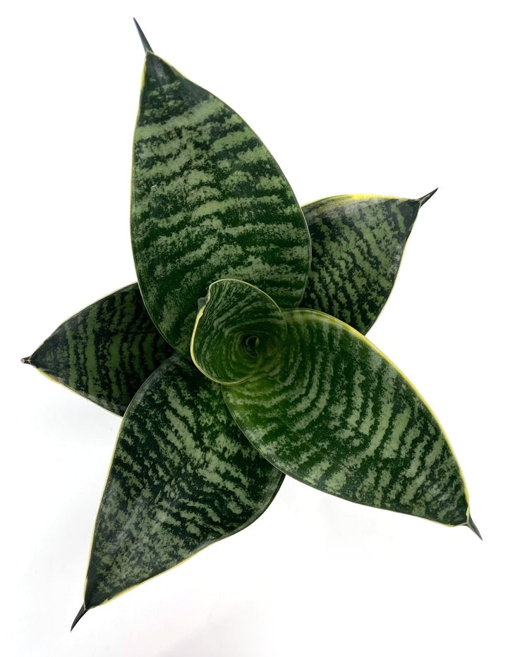 sansevieria with white edges Sansevieria Hahnii White Edge