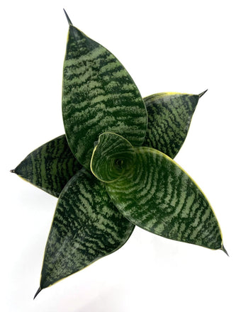 Sansevieria Hahnii White Edge - Plant Proper - Overview