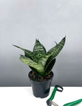 Plant Proper - Sansevieria Hahnii 'Green' - 4" Pot