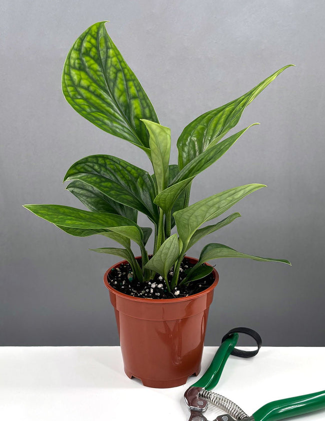 4" Monstera Pinnatipartita - House Plant - Plant Proper - 4" Pot