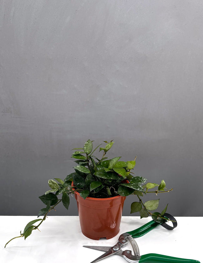 4" Hoya Krohniana - Houseplants - Plant Proper