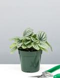 4" Peperomia Frost - Houseplants - Plant Proper