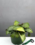 6" Maranta Silver Band - Houseplants - Plant Proper