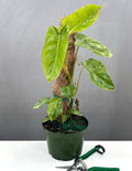 6" Philodendron Paraiso Verde - Houseplant - Plant Proper