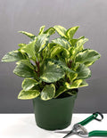 Peperomia Golden Gate