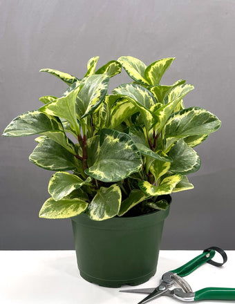 6" Peperomia Golden Gate - Houseplants - Plant Proper