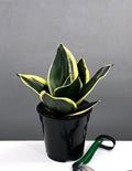Sansevieria Hahnii Black Gold - Plant Proper - 4" Pot