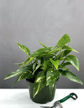 6" Epipremnum Pinnatum 'Aurea' - Houseplant - Plant Proper