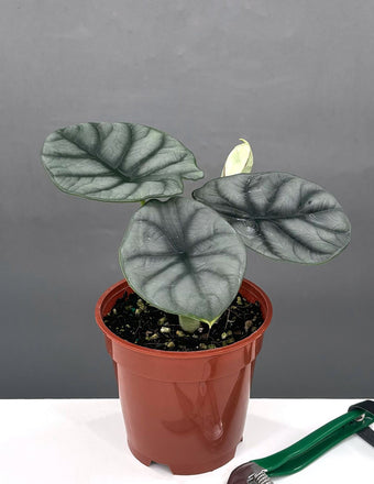 4" Alocasia Silver Dragon - Houseplants - Plant Proper