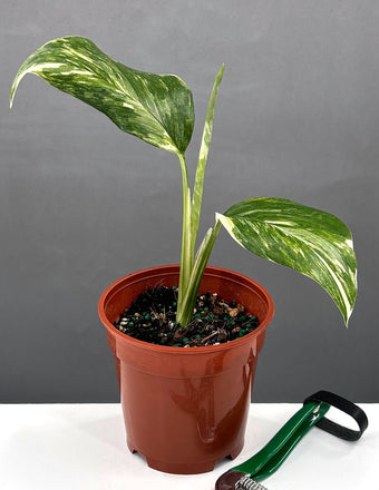 4" Variegated Monstera Lechleriana - Houseplants - Plant Proper