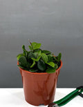 4" Hoya Mathilde - Houseplants - Plant Proper