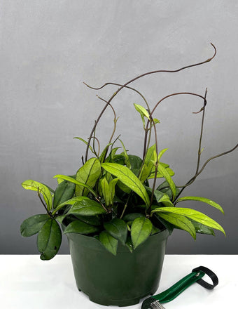 Hoya Crassipetiolata - House Plant - Plant Proper - 6" Pot
