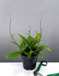 4" Hoya Pubicalyx Splash - House Plant  - Plant Proper