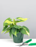 Philodendron Brasil - House Plant - Indoor Plant - Plant Proper