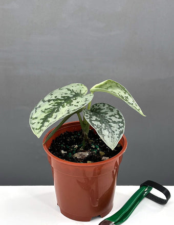 4" Scindapsus Silver Lady - Houseplants - Plant Proper