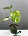 6" Monstera Thai Constellation - Houseplant - Plant Proper