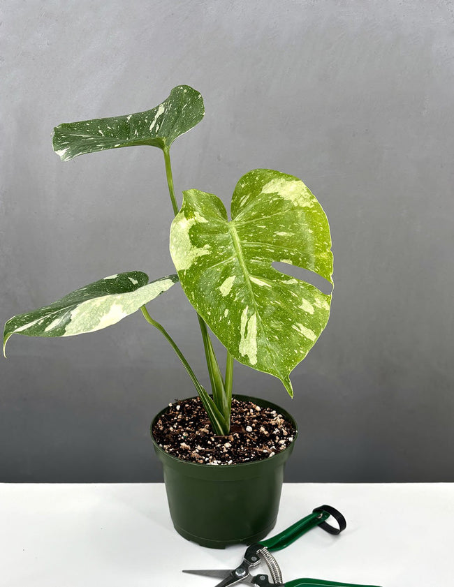 Monstera Thai Constellation