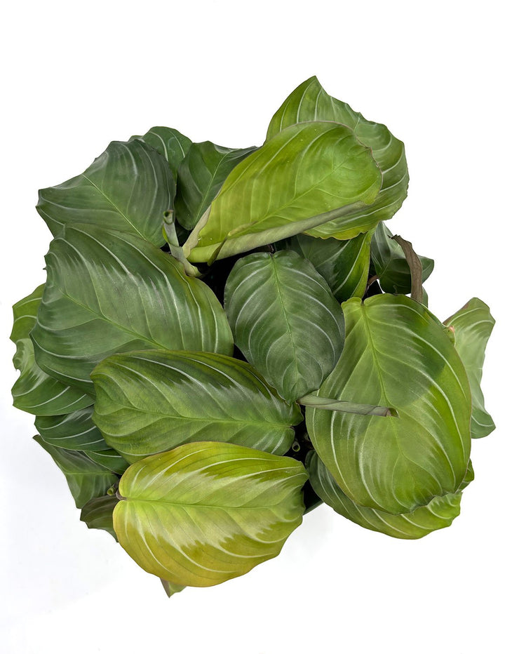 silver band prayer plant Maranta Silver Band | Prayer Plant