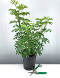 Schefflera Arboricola