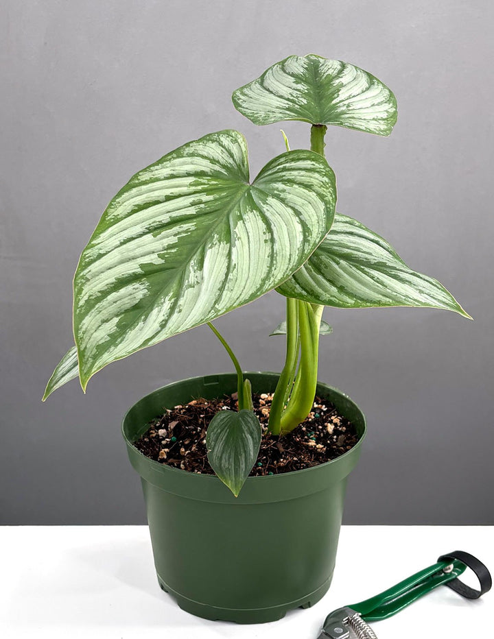 philodendron marmorata Philodendron Mamei Silver Houseplants