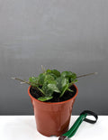 4" Hoya Mathilde 'Splash' - Houseplants - Plant Proper