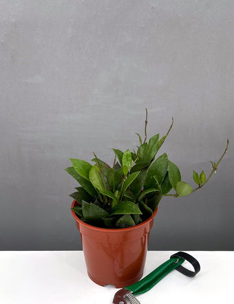 4" Hoya Sipitangensis - Houseplant - Plant Proper